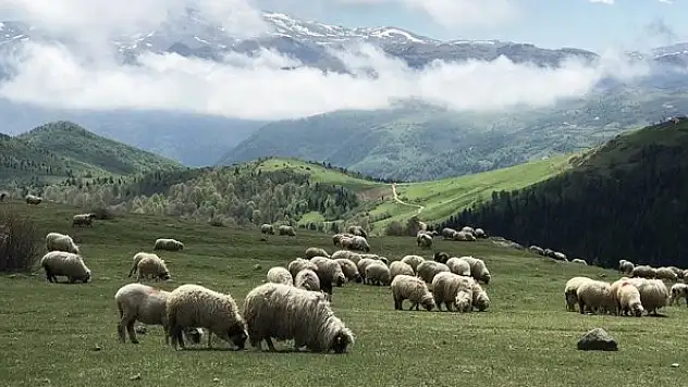 İlkbaharla yeşilin tonlarına bürünen Doğu Karadeniz yaylaları büyülüyor
