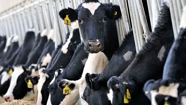 2020 yılında dünya genelinde süt üretimi arttı