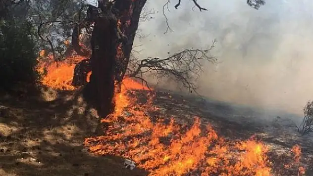 Lara'da ormanlık alanda yangın