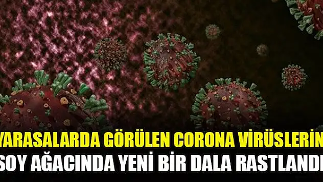 Yarasalarda görülen Corona virüslerin soy ağacında yeni bir dala rastlandı