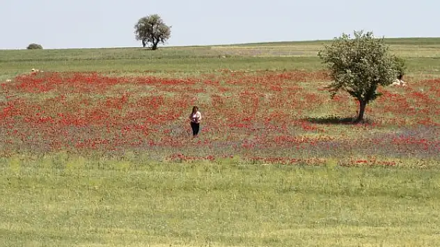 Konya'daki gelincik tarlaları görsel şölen sunuyor