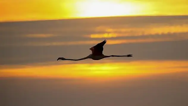 Kuş Cenneti gün batımında flamingolarla ayrı güzelliğe bürünüyor