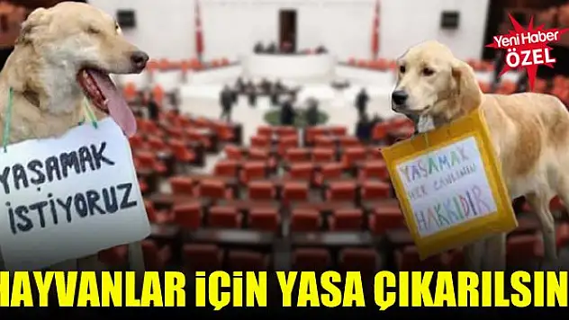 Hayvanlar için yasa çıkarılsın!
