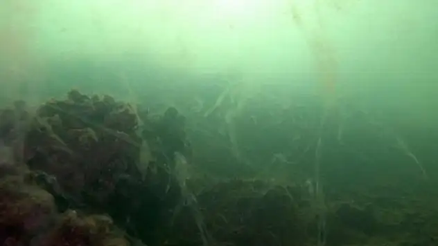 Asıl tehlike denizin altında: Salyalar su altı yaşamını öldürüyor