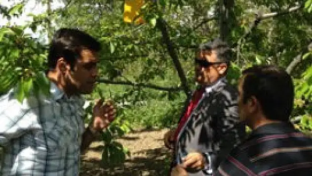 Meyve bahçelerine böcek tuzakları asıldı