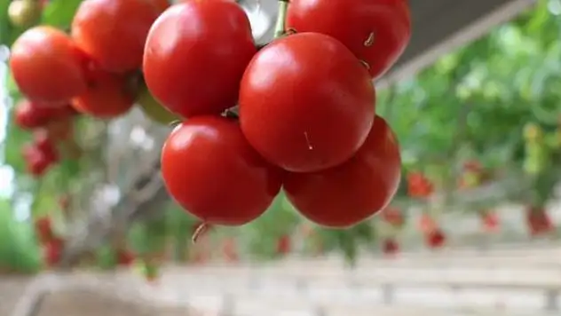 Rusya, Türkiye'den domates ithalat kotasını artırdı