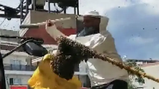 Hastanede panik: Acil servisi arılar bastı