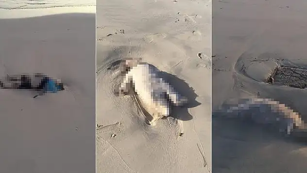 UNICEF, 3 göçmen çocuğun cansız bedeninin Libya kıyılarına vurduğunu doğruladı