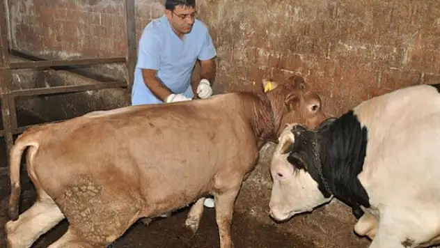 Hayvanı şarbon hastalığına yakalanan çiftçiye tazminat ödenecek
