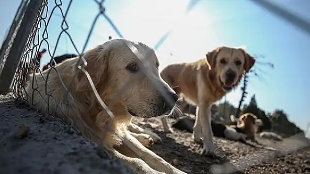 Hayvan Hakları Yasası'nda sona gelindi
