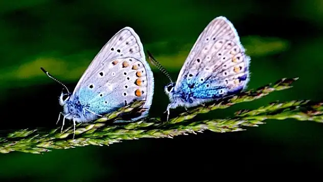 Sarıkamış'ta mavi, kızıl ve kahverengi kelebekler renk cümbüşü oluşturuyor