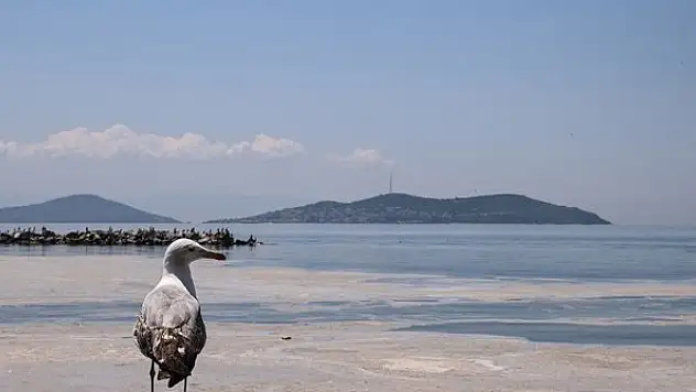 İstanbul Anadolu Yakası kıyılarında müsilaj görülmeye devam ediyor