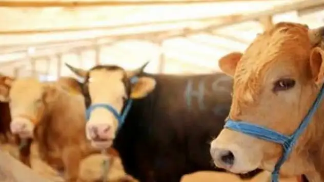 Kurbanlık fiyatlarına bu yıl zam yok