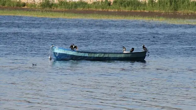 Beyşehir Gölü kıyıları adeta kuş cennetine döndü