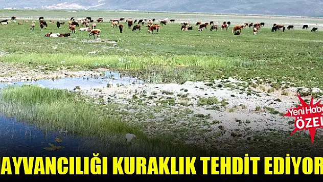 Hayvancılığı kuraklık tehdit ediyor!