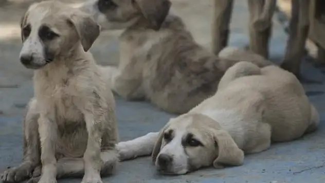 Hayvanları koruma kanununda sona gelindi
