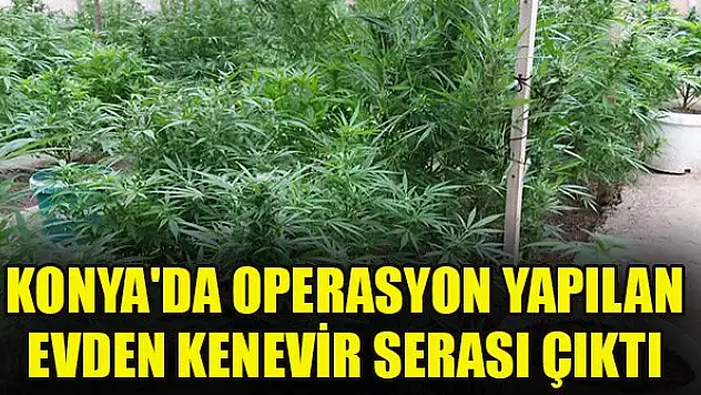 Konya'da operasyon yapılan evden kenevir serası çıktı