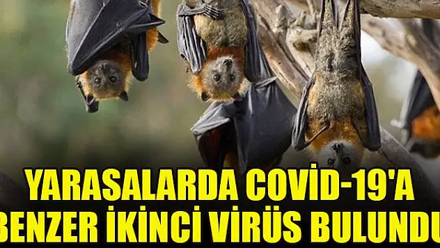 Çin'de yeni araştırma: Yarasalarda Covid-19'a benzer ikinci virüs bulundu