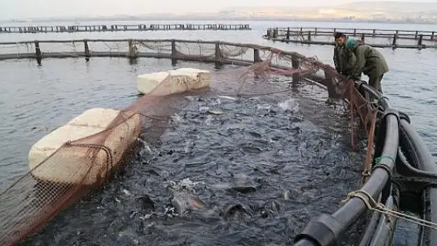 Bazı su ürünleri gözetime tabi olacak