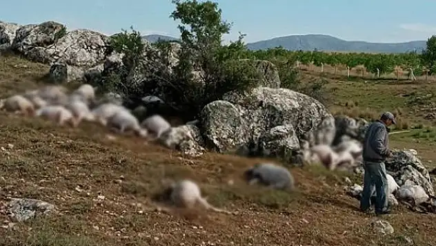 Yıldırım isabet eden 23 koyun telef oldu