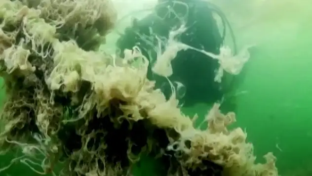 Müsilaj yeni bir doğa olayı değil