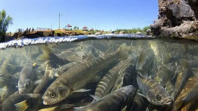 Van Gölü'nde 5 ton 450 kilogram inci kefali ele geçirildi