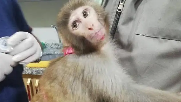 İnşaatta 'örümcek maymunu' bulundu