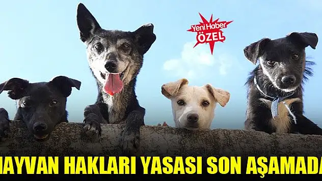 Hayvan hakları yasası son aşamaya geldi