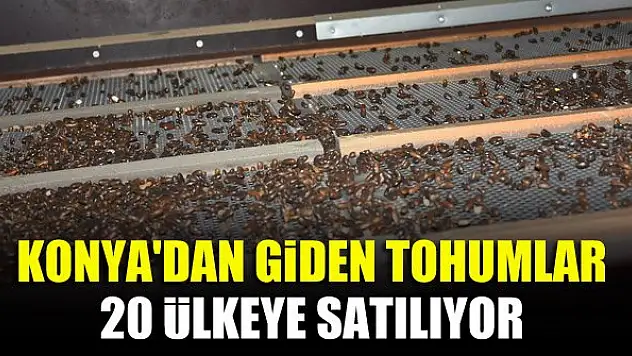 Konya'dan giden tohumlar 20 ülkeye satılıyor