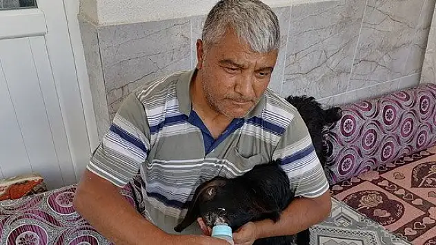 Boynu eğri şekilde doğan keçi yavrusunu biberonla besliyor