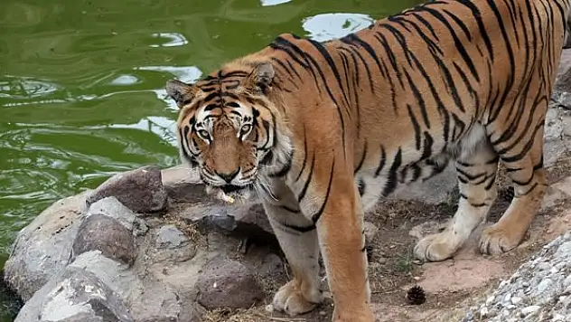 Hayvanat Bahçesinin sakinleri, kavurucu sıcaklarda 'buzlu kokteyl'lerle serinliyor