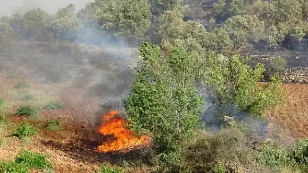 Mardin'de orman yangını