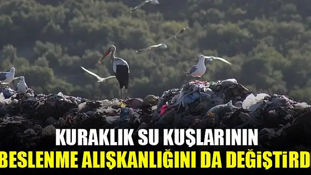 Kuraklık su kuşlarının beslenme alışkanlığını da değiştirdi