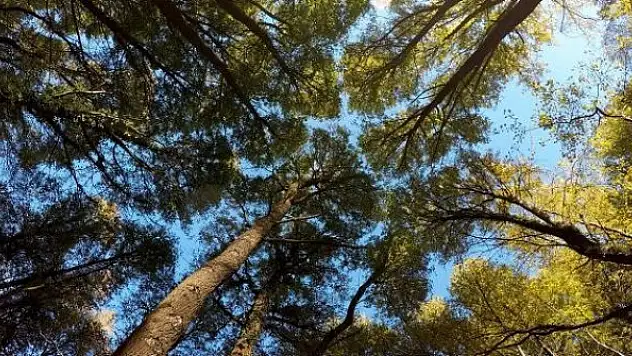 Azerbaycan: Ermenistan 54 bin 300 hektar ormanlık alanı yok etti