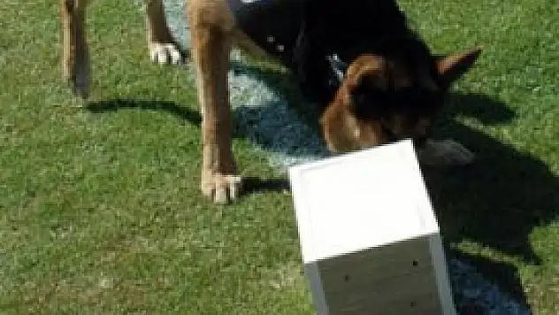 Polis köpekleri kokainde polisi geçti