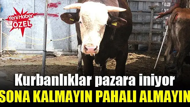 Kurbanlıklar pazara iniyor...Sona kalmayın, pahalı almayın