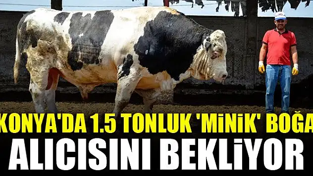 Konya'da 1.5 tonluk 'minik' boğa alıcısını bekliyor