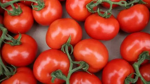 Türkiye'nin domates ihracatı arttı