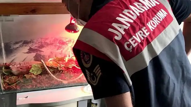 İstanbul'da jandarma ekipleri ticareti yasak olan 21 hayvan ele geçirdi