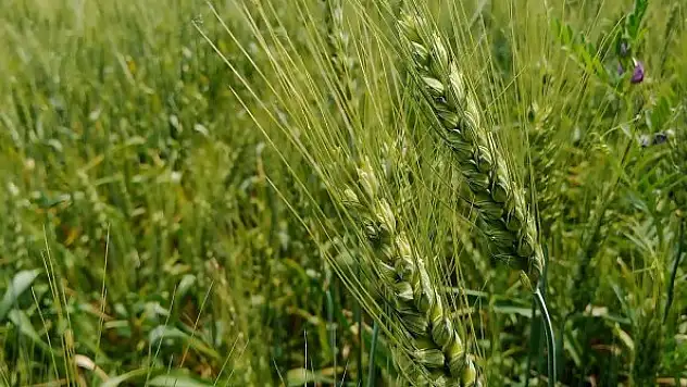 Hububat Konseyi buğday rekolte tahminini açıkladı