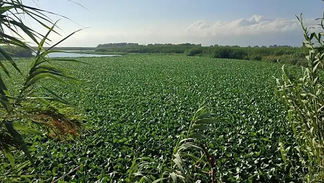 Hatay'da Asi Nehri'nin bir kısmını su sümbülleri kapladı