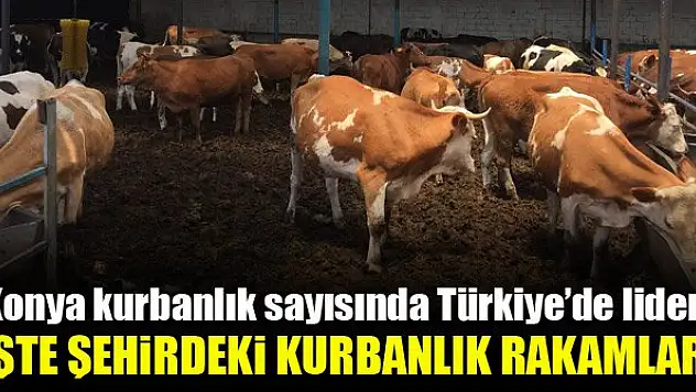 Konya kurbanlık sayısında Türkiye'de lider! İşte şehirdeki kurbanlık rakamları