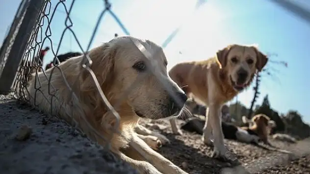 Hayvanları koruma kanunu yürürlüğe girdi