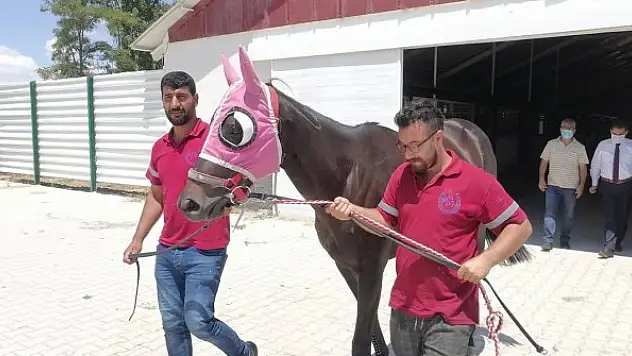 Türkiye'nin 'şampiyon atları' Ereğli'de yetişiyor