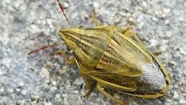 Beyşehir'de çiftçiye 'Kımıl' uyarısı