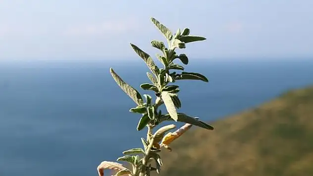 Ganos Dağı eteklerinden toplanan ada çayı 7 ülkeye ihraç ediliyor