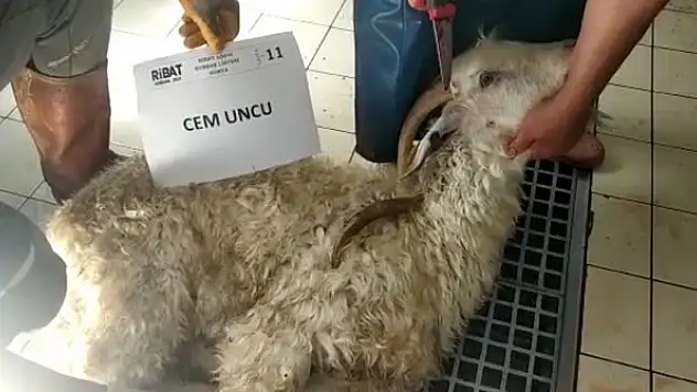 Ribat Eğitim Vakfı   kurbanla paylaştı