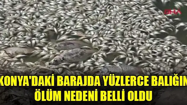 Konya'daki barajda yüzlerce balığın ölüm nedeni belli oldu