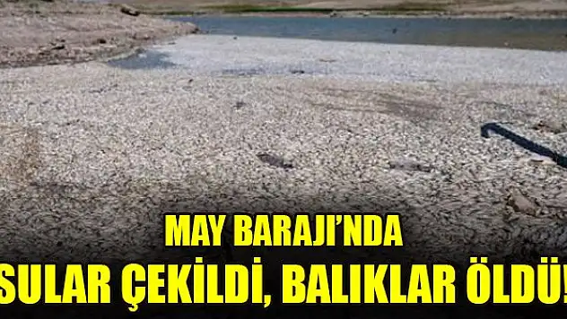 May Barajı'nda sular çekildi, balıklar öldü!