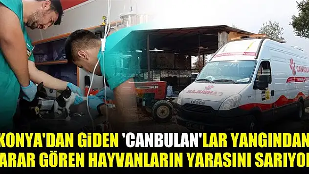 Konya'dan giden 'Canbulan'lar yangından zarar gören hayvanların yarasını sarıyor